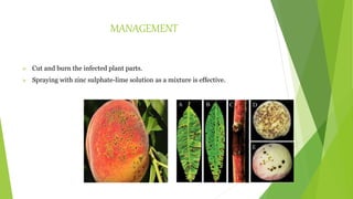 MANAGEMENT
 Cut and burn the infected plant parts.
 Spraying with zinc sulphate-lime solution as a mixture is effective.
 