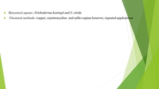  Biocontrol agents :Trichoderma koningii and T. viride
 Chemical methods :copper, oxytetracycline and syllit+captan however, repeated applications
 
