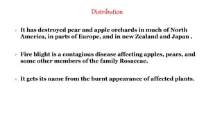 Distribution
 It has destroyed pear and apple orchards in much of North
America, in parts of Europe, and in new Zealand and Japan .
 Fire blight is a contagious disease affecting apples, pears, and
some other members of the family Rosaceae.
 It gets its name from the burnt appearance of affected plants.
 
