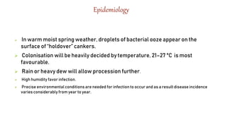 Epidemiology
 In warm moist spring weather, droplets of bacterial ooze appear on the
surface of “holdover” cankers.
 Colonisation will be heavily decided by temperature, 21–27 °C is most
favourable.
 Rain or heavy dew will allow procession further.
 High humidity favor infection.
 Precise environmental conditions are needed for infection to occur and as a result disease incidence
varies considerably from year to year.
 