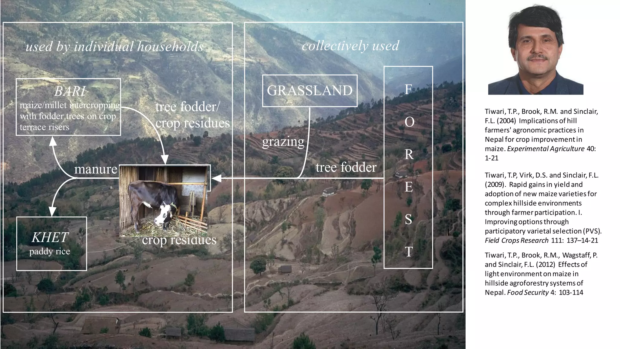 used by individual households collectively used
BARI
maize/millet intercropping
with fodder trees on crop
terrace risers
GRASSLAND F
O
R
E
S
T
KHET
paddy rice
LIVESTOCK
grazing
tree fodder
tree fodder/
crop residues
manure
crop residues
Tiwari,T.P., Brook, R.M. and Sinclair,
F.L. (2004) Implicationsof hill
farmers' agronomic practices in
Nepal for crop improvementin
maize. Experimental Agriculture 40:
1-21
Tiwari,T.P, Virk,D.S. and Sinclair,F.L.
(2009). Rapid gainsin yieldand
adoptionof new maize varietiesfor
complex hillside environments
through farmerparticipation.I.
Improvingoptionsthrough
participatory varietal selection(PVS).
Field CropsResearch 111: 137–14-21
Tiwari,T.P., Brook, R.M., Wagstaff,P.
and Sinclair,F.L. (2012) Effectsof
lightenvironmentonmaize in
hillside agroforestrysystemsof
Nepal. Food Security 4: 103-114
 