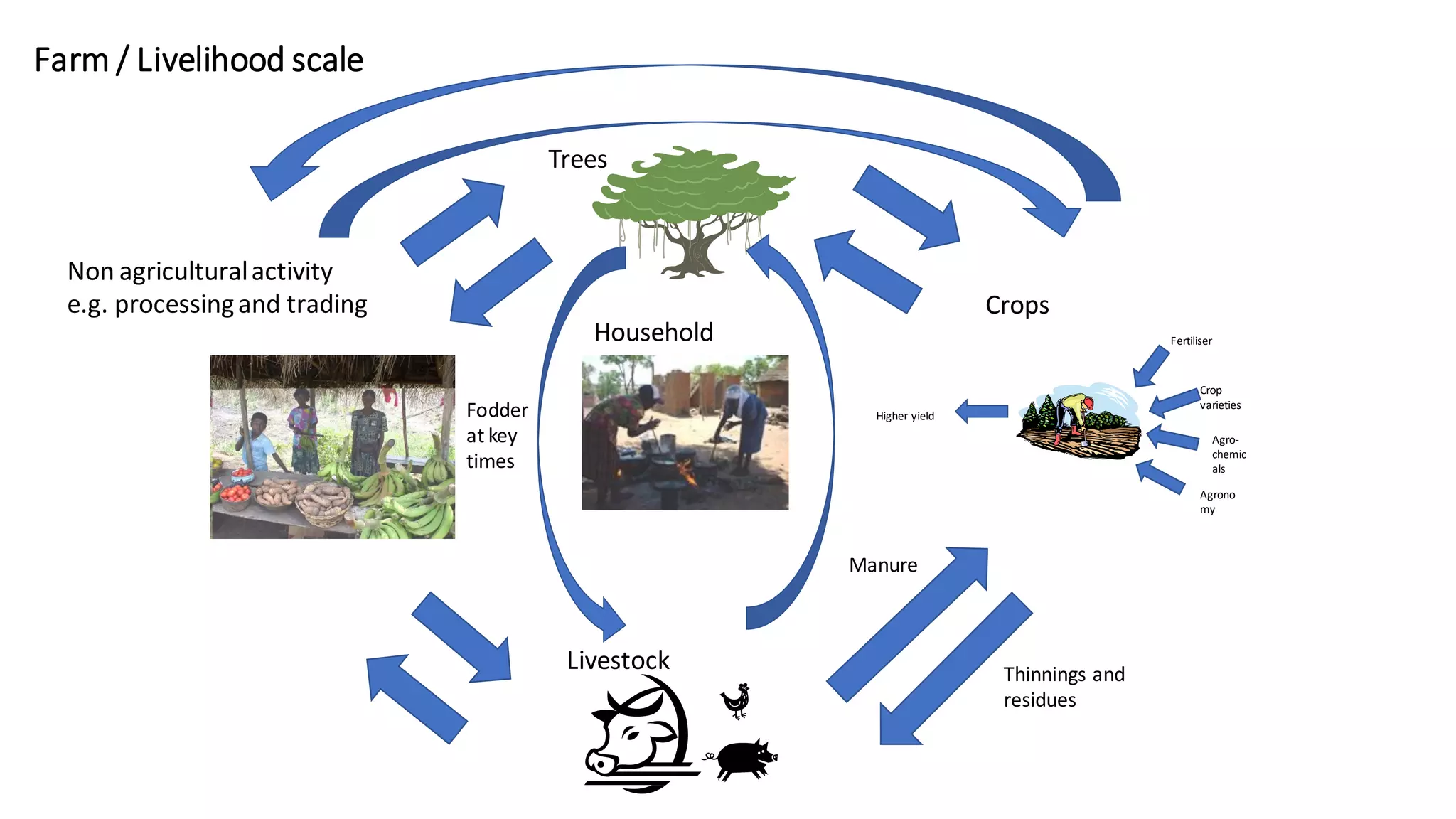 Farm / Livelihood scale
Fertiliser
Crop
varieties
Agro-
chemic
als
Higher yield
Agrono
my
Thinnings and
residues
Manure
Fodder
at key
times
Livestock
Non agriculturalactivity
e.g. processingand trading
Trees
Crops
Household
 