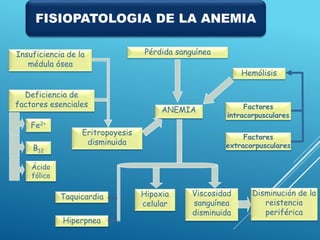 Insuficiencia de la
médula ósea
Deficiencia de
factores esenciales
Hemólisis
Fe2+
B12
Eritropoyesis
disminuida
Pérdida sanguínea
ANEMIA
Ácido
fólico
Factores
intracorpusculares
Taquicardia
Hiperpnea
Viscosidad
sanguínea
disminuida
Hipoxia
celular
Factores
extracorpusculares
Disminución de la
reistencia
periférica
FISIOPATOLOGIA DE LA ANEMIA
 