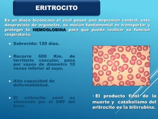  Sobrevida: 120 días.
 Recorre 600 Km. de
territorio vascular, pasa
por vasos de diámetro 10
veces inferior al suyo.
 Alta capacidad de
deformabilidad.
 El eritrocito senil es
eliminado por el SMF del
bazo.
Es un disco bicóncavo el cual posee una depresión central, esta
desprovisto de organelas, su misión fundamental es transportar y
proteger la HEMOGLOBINA para que pueda realizar su función
respiratoria.
• El producto final de la
muerte y catabolismo del
eritrocito es la bilirrubina.
ERITROCITO
 