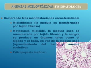  Comprende tres manifestaciones características:
 Mielofibrosis (la medula es transformada
por tejido fibroso)
 Metaplasia mieloide. la médula ósea es
reemplazada por tejido fibroso y la sangre
se produce en órganos tales como el
hígado y el bazo, en vez de la médula ósea
(agrandamiento del bazo y anemia
evolutiva)
 Eritropoyesis ineficaz.
ANEMIAS MIELOPTÍSICAS: FISIOPATOLOGÍA
 