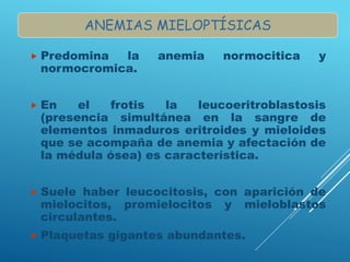  Predomina la anemia normocitica y
normocromica.
 En el frotis la leucoeritroblastosis
(presencia simultánea en la sangre de
elementos inmaduros eritroides y mieloides
que se acompaña de anemia y afectación de
la médula ósea) es característica.
 Suele haber leucocitosis, con aparición de
mielocitos, promielocitos y mieloblastos
circulantes.
 Plaquetas gigantes abundantes.
ANEMIAS MIELOPTÍSICAS
 
