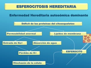 Enfermedad Hereditaria autosómica dominante
Déficit de las proteínas del citoesqueleteo
Permeabilidad anormal Lípidos de membrana
Entrada de Na+ Absorción de agua
Pérdida de K+
Hinchazón de la célula
ESFEROCITO
ESFEROCITOSIS HEREDITARIA
 
