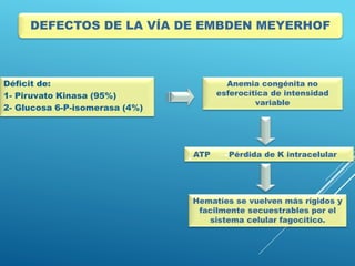 Déficit de:
1- Piruvato Kinasa (95%)
2- Glucosa 6-P-isomerasa (4%)
Anemia congénita no
esferocítica de intensidad
variable
ATP Pérdida de K intracelular
Hematíes se vuelven más rígidos y
facilmente secuestrables por el
sistema celular fagocítico.
DEFECTOS DE LA VÍA DE EMBDEN MEYERHOF
 