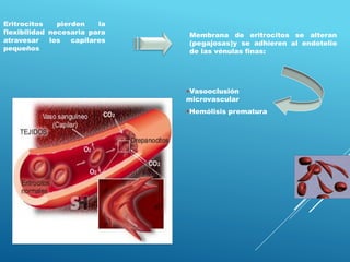 Eritrocitos pierden la
flexibilidad necesaria para
atravesar los capilares
pequeños
Membrana de eritrocitos se alteran
(pegajosas)y se adhieren al endotelio
de las vénulas finas:
•Vasooclusión
microvascular
•Hemólisis prematura
 