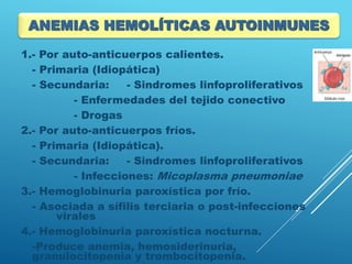 1.- Por auto-anticuerpos calientes.
- Primaria (Idiopática)
- Secundaria: - Sindromes linfoproliferativos
- Enfermedades del tejido conectivo
- Drogas
2.- Por auto-anticuerpos fríos.
- Primaria (Idiopática).
- Secundaria: - Sindromes linfoproliferativos
- Infecciones: Micoplasma pneumoniae
3.- Hemoglobinuria paroxística por frío.
- Asociada a sífilis terciaria o post-infecciones
virales
4.- Hemoglobinuria paroxística nocturna.
-Produce anemia, hemosiderinuria,
granulocitopenia y trombocitopenia.
ANEMIAS HEMOLÍTICAS AUTOINMUNES
 