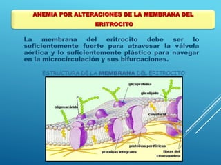 La membrana del eritrocito debe ser lo
suficientemente fuerte para atravesar la válvula
aórtica y lo suficientemente plástico para navegar
en la microcirculación y sus bifurcaciones.
ESTRUCTURA DE LA MEMBRANA DEL ERITROCITO:
ANEMIA POR ALTERACIONES DE LA MEMBRANA DEL
ERITROCITO
 
