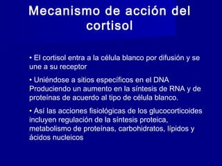 Mecanismo de acción del
cortisol
• El cortisol entra a la célula blanco por difusión y se
une a su receptor
• Uniéndose a sitios específicos en el DNA
Produciendo un aumento en la síntesis de RNA y de
proteínas de acuerdo al tipo de célula blanco.
• Así las acciones fisiológicas de los glucocorticoides
incluyen regulación de la síntesis proteica,
metabolismo de proteínas, carbohidratos, lípidos y
ácidos nucleicos
 