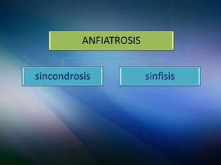 ANFIATROSIS
sincondrosis
sinfisis