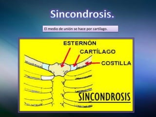 El medio de unión se hace por cartílago.