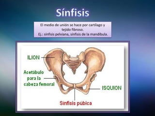 El medio de unión se hace por cartílago y
tejido fibroso.
Ej.: sínfisis pelviana, sínfisis de la mandíbula.
