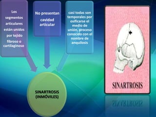 Los
segmentos
articulares
No presentan
cavidad
articular
están unidos
por tejido
fibroso o
cartilaginoso
SINARTROSIS
(INMÓVILES)
casi todas son
temporales por
osificarse el
medio de
unión, proceso
conocido con el
nombre de
anquilosis