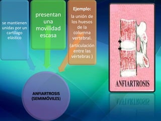 Ejemplo:
se mantienen
unidas por un
cartílago
elástico
presentan
una
movilidad
escasa
la unión de
los huesos
de la
columna
vertebral.
(articulación
entre las
vértebras )
ANFIARTROSIS
(SEMIMÓVILES)