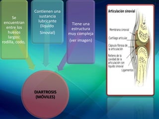 Se
encuentran
entre los
huesos
largos:
rodilla, codo,
Contienen una
sustancia
lubricante
(líquido
Sinovial)
Tiene una
estructura
muy compleja
(ver imagen)
DIARTROSIS
(MÓVILES)