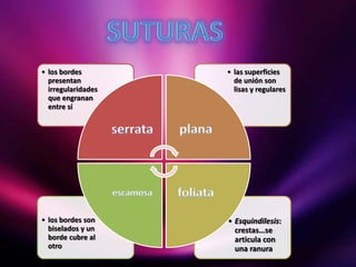 • los bordes
presentan
irregularidades
que engranan
entre sí
• las superficies
de unión son
lisas y regulares
serrata
escamosa
• los bordes son
biselados y un
borde cubre al
otro
plana
foliata
• Esquindilesis:
crestas…se
articula con
una ranura
