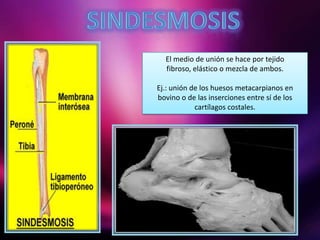 El medio de unión se hace por tejido
fibroso, elástico o mezcla de ambos.
Ej.: unión de los huesos metacarpianos en
bovino o de las inserciones entre sí de los
cartílagos costales.