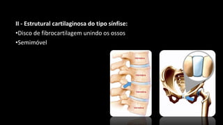 II - Estrutural cartilaginosa do tipo sínfise:
•Disco de fibrocartilagem unindo os ossos
•Semimóvel
 