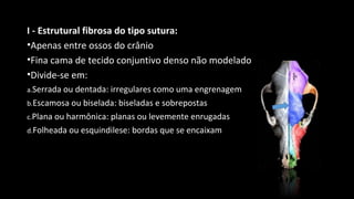 I - Estrutural fibrosa do tipo sutura:
•Apenas entre ossos do crânio
•Fina cama de tecido conjuntivo denso não modelado
•Divide-se em:
a.Serrada ou dentada: irregulares como uma engrenagem
b.Escamosa ou biselada: biseladas e sobrepostas
c.Plana ou harmônica: planas ou levemente enrugadas
d.Folheada ou esquindilese: bordas que se encaixam
 