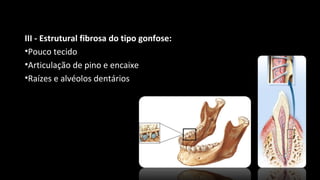 III - Estrutural fibrosa do tipo gonfose:
•Pouco tecido
•Articulação de pino e encaixe
•Raízes e alvéolos dentários
 
