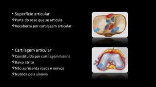 • Superfície articular
Parte do osso que se articula
Recoberta por cartilagem articular
• Cartilagem articular
Constituída por cartilagem hialina
Baixo atrito
Não apresenta vasos e nervos
Nutrida pela sinóvia
 