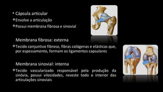 • Cápsula articular
Envolve a articulação
Possui membrana fibrosa e sinovial
Membrana fibrosa: externa
Tecido conjuntivo fibroso, fibras colágenas e elásticas que,
por espessamento, formam os ligamentos capsulares
Membrana sinovial: interna
Tecido vascularizado responsável pela produção da
sinóvia, possui vilosidades, reveste todo o interior das
articulações sinoviais
 