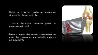• Veias e artérias: estão na membrana
sinovial da cápsula articular
• Vasos linfáticos: formam plexos na
membrana sinovial
• Nervos: ramos dos nervos que inervam dos
músculos que cruzam a articulação e ajudam
no movimento
 