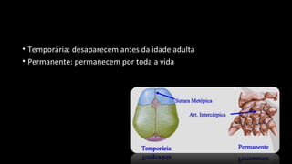 • Temporária: desaparecem antes da idade adulta
• Permanente: permanecem por toda a vida
 