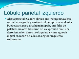 Lóbulo parietal izquierdo
 Alexia parietal: Cuadro clínico que incluye una alexia
verbal, una agrafia y casi todo el tiempo una acalculia.
Puede asociarse a una hemianopsia, una falta de
palabras sin otro trastorno de la expresión oral, una
desorientación derecha e izquierda y una agnosia
digital en razón de la lesión angular izquierda
subyacente.
 