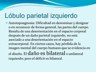 Lóbulo parietal izquierdo
 Autotopoagnosia: Dificultad en denominar y designar
o en reconocer de forma general, las partes del cuerpo.
Resulta de una desorientación en el espacio corporal
después de un daño parietal izquierdo, no está
asociado a una desorientación en el espacio
extracorporal. En ciertos casos, hay pérdida de la
imagen mental del cuerpo humano que se evidencia en
el diseño. El daño es bilateralo unilateral
izquierdo; pero el déficit es bilateral.
 