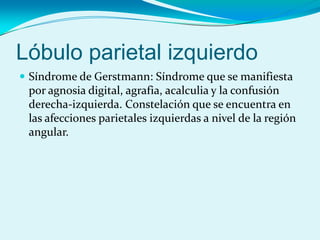 Lóbulo parietal izquierdo
 Síndrome de Gerstmann: Síndrome que se manifiesta
por agnosia digital, agrafia, acalculia y la confusión
derecha-izquierda. Constelación que se encuentra en
las afecciones parietales izquierdas a nivel de la región
angular.
 
