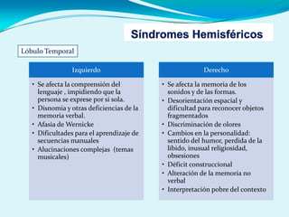 Izquierdo
• Se afecta la comprensión del
lenguaje , impidiendo que la
persona se exprese por si sola.
• Disnomia y otras deficiencias de la
memoria verbal.
• Afasia de Wernicke
• Dificultades para el aprendizaje de
secuencias manuales
• Alucinaciones complejas (temas
musicales)
Derecho
• Se afecta la memoria de los
sonidos y de las formas.
• Desorientación espacial y
dificultad para reconocer objetos
fragmentados
• Discriminación de olores
• Cambios en la personalidad:
sentido del humor, perdida de la
libido, inusual religiosidad,
obsesiones
• Déficit construccional
• Alteración de la memoria no
verbal
• Interpretación pobre del contexto
Lóbulo Temporal
 