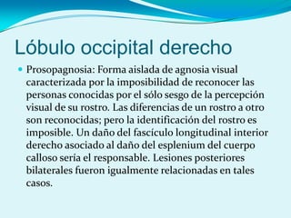 Lóbulo occipital derecho
 Prosopagnosia: Forma aislada de agnosia visual
caracterizada por la imposibilidad de reconocer las
personas conocidas por el sólo sesgo de la percepción
visual de su rostro. Las diferencias de un rostro a otro
son reconocidas; pero la identificación del rostro es
imposible. Un daño del fascículo longitudinal interior
derecho asociado al daño del esplenium del cuerpo
calloso sería el responsable. Lesiones posteriores
bilaterales fueron igualmente relacionadas en tales
casos.
 