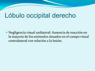 Lóbulo occipital derecho
 Negligencia visual unilateral: Ausencia de reacción en
la mayoría de los estímulos situados en el campo visual
contralateral con relación a la lesión.
 