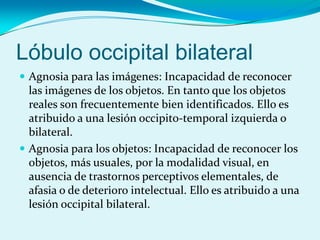 Lóbulo occipital bilateral
 Agnosia para las imágenes: Incapacidad de reconocer
las imágenes de los objetos. En tanto que los objetos
reales son frecuentemente bien identificados. Ello es
atribuido a una lesión occipito-temporal izquierda o
bilateral.
 Agnosia para los objetos: Incapacidad de reconocer los
objetos, más usuales, por la modalidad visual, en
ausencia de trastornos perceptivos elementales, de
afasia o de deterioro intelectual. Ello es atribuido a una
lesión occipital bilateral.
 