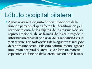 Lóbulo occipital bilateral
 Agnosia visual: Conjunto de perturbaciones de la
función perceptual que afectan la identificación y el
reconocimiento de los objetos, de los rostros o de las
representaciones, de las formas, de los colores y de la
información espacial por la vía de la modalidad visual
y en ausencia de todo déficit de la agudeza visual y de
deterioro intelectual. Ella está habitualmente ligada a
una lesión occipital bilateral; ella afecta un material
específico en función de la lateralización de la lesión.
 