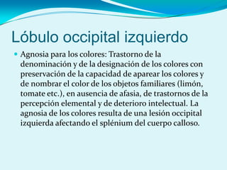 Lóbulo occipital izquierdo
 Agnosia para los colores: Trastorno de la
denominación y de la designación de los colores con
preservación de la capacidad de aparear los colores y
de nombrar el color de los objetos familiares (limón,
tomate etc.), en ausencia de afasia, de trastornos de la
percepción elemental y de deterioro intelectual. La
agnosia de los colores resulta de una lesión occipital
izquierda afectando el splénium del cuerpo calloso.
 