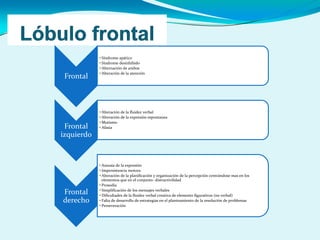 Frontal
• Síndrome apático
• Síndrome desinhibido
• Alternación de ambos
• Alteración de la atención
Frontal
izquierdo
• Alteración de la fluidez verbal
• Alteración de la expresión espontanea
• Mutismo
• Afasia
Frontal
derecho
• Amusia de la expresión
• Impersistencia motora
• Alteración de la planificación y organización de la percepción centrándose mas en los
elementos que en el conjunto- distractivilidad
• Prosodia
• Simplificación de los mensajes verbales
• Dificultades de la fluidez verbal creativa de elemento figurativos (no verbal)
• Falta de desarrollo de estrategias en el planteamiento de la resolución de problemas
• Perseveración
 