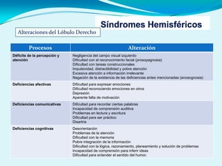 Alteraciones del Lóbulo Derecho
Procesos Alteración
Déficits de la percepción y
atención
Negligencia del campo visual izquierdo
Dificultad con el reconocimiento facial (prosopagnosia)
Dificultad con tareas construccionales
Impulsividad, distractibilidad y pobre atención
Excesiva atención a información irrelevante
Negación de la existencia de las deficiencias antes mencionadas (anosognosia)
Deficiencias afectivas Dificultad para expresar emociones
Dificultad reconociendo emociones en otros
Depresión
Aparente falta de motivación
Deficiencias comunicativas Dificultad para recordar ciertas palabras
Incapacidad de comprensión auditiva
Problemas en lectura y escritura
Dificultad para ser práctico
Disartria
Deficiencias cognitivas Desorientación
Problemas de la atención
Dificultad con la memoria
Pobre integración de la información
Dificultad con la lógica, razonamiento, planeamiento y solución de problemas
Incapacidad de comprensión para inferir ideas
Dificultad para entender el sentido del humor.
 