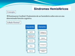 Concepto
Dominancia Cerebral: Predominio de un hemisferio sobre otro en una
determinada función cognitiva.
Lóbulo Parietal
Izquierdo
Agrafia
Sindrome de
Gerstmann
Acalculia
Afasia
Agnosia
Derecho
Negligencia
Contralateral
Apraxia
Construccional
Anosagnosia
Capacidad para
dibujar
 