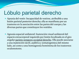 Lóbulo parietal derecho
 Apraxia del vestir: Incapacidad de vestirse, atribuible a una
lesión parietal posterior derecha; ella se manifiesta por un
trastorno en la asociación entre las partes del cuerpo y las
diversas partes que constituyen los vestidos.
 Agnosia espacial unilateral: Inatención visual unilateral del
espacio extracorporal izquierdo por lesión localizada en el giro
angular parieto-temporo-occipital derecho. Ella puede asociarse
a una inatención táctil, auditiva y somatognósica del mismo
lado, así como a una hemiagnosia homónima de los trastornos
oculomotores.
 