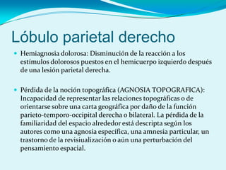 Lóbulo parietal derecho
 Hemiagnosia dolorosa: Disminución de la reacción a los
estímulos dolorosos puestos en el hemicuerpo izquierdo después
de una lesión parietal derecha.
 Pérdida de la noción topográfica (AGNOSIA TOPOGRAFICA):
Incapacidad de representar las relaciones topográficas o de
orientarse sobre una carta geográfica por daño de la función
parieto-temporo-occipital derecha o bilateral. La pérdida de la
familiaridad del espacio alrededor está descripta según los
autores como una agnosia específica, una amnesia particular, un
trastorno de la revisiualización o aún una perturbación del
pensamiento espacial.
 