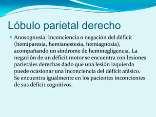 Lóbulo parietal derecho
 Anosognosia: Inconciencia o negación del déficit
(hemiparesia, hemianestesia, hemiagnosia),
acompañando un síndrome de heminegligencia. La
negación de un déficit motor se encuentra con lesiones
parietales derechas dado que una lesión izquierda
puede ocasionar una inconciencia del déficit afásico.
Se encuentra igualmente en los pacientes inconcientes
de sus déficit cognitivos.
 