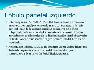 Lóbulo parietal izquierdo
 Estereoagnosia (AGNOSIA TACTIL): Incapacidad de reconocer
un objeto por la palpación con la mano contralateral a la lesión
parietal tocando la corteza sensitiva asociativa sin déficit
subyacente de la sensibilidad somnestésica primaria. Existen
perturbaciones bilaterales de la discriminación táctil observadas
en las lesiones circunscritas del giro postcentral del hemisferio
izquierdo.
 Agnosia digital: Incapacidad de designar en orden los diferentes
dedos de su propia mano o de la del examinador; por
consecuencia de una lesión PARETIAL izquierda.
 