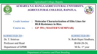 ACHARYA N.G RANGAAGRICULTURAL UNIVERSITY,
AGRICULTURAL COLLEGE, BAPATLA.
Credit Seminar : Molecular Characterization of Elite Lines for
BLB Resistance in Rice.
Course no. : GP 591 ( MASTER’S SEMINAR)
SUBMITTED TO : SUBMITTED BY:
Dr. T. Srinivas N. Ruth Hepsi Sindhura,
Professor and Head BAM-20-24,
Department of GPBR M.Sc. 1st year
1
Agricultural College, Bapatla
Department of Genetics and Plant Breeding
 