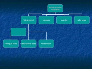 Sindirim kanalına bağlı bezler Tükrük bezleri pankreas karaciğer Safra kesesi Sublingual bezler Submandibuler bezler  Parotis bezler  