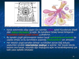 Kanal sisteminde salgı yapan son kısımlar,  kübik  epitel hücreleriyle döşeli olan  duktus interkalaris ' e  açılır. Bu kanalların birkaç tanesi birleşerek  intralobüler duktus   (çizgili kanal)'  u o luşturur.  Bu kanalın çizgili görünmesinin nedeni bazal  membranlarının   kıvrıntılı  bir yapıda olması ve bu kıvrıntıların arasında  mitokondrilerin  yer almasıdır.  Her lobülün çizgili kanalları birleşir ve tübülleri ayıran bağ dokusu septumları içindeki  interlobüler duktus'  a  açılırlar. Her büyük tükrük bezinin ana kanalı, sonunda ağız boşluğuna açılır ve keratinleşmemiş çok katlı yassı epitelle örtülüdür 